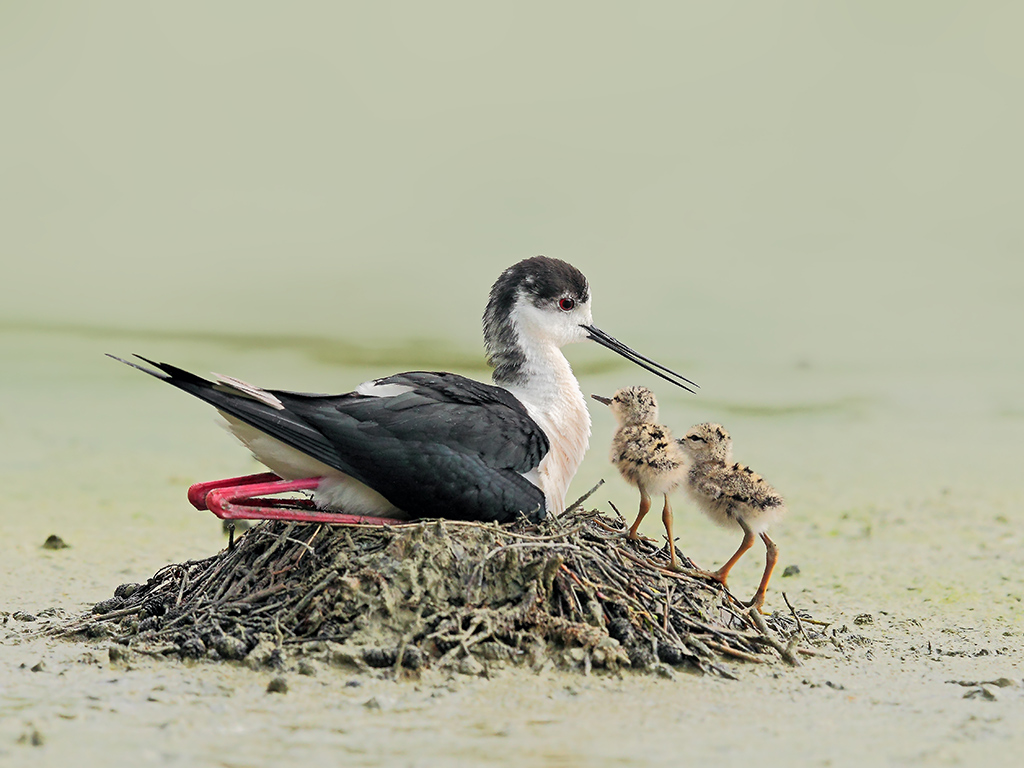 Cavalieri d'Italia # 10