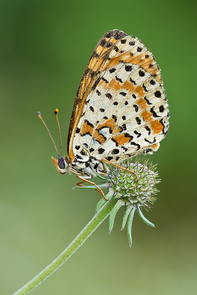 Melitaea didyma