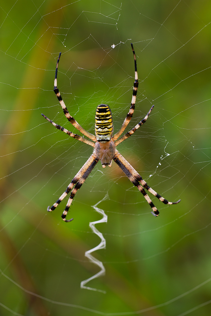 Argiope bruennichi