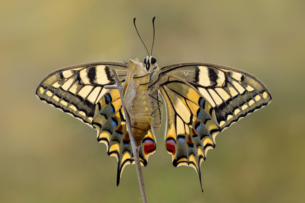 Il neo- nascituro "Papilio machaon" 1
