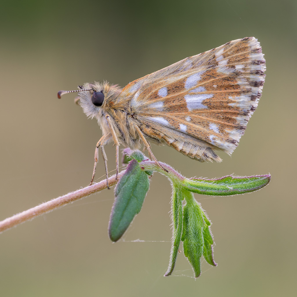 Pyrgus sp.