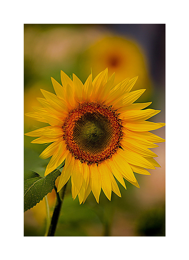 ...i miei pi� simpatici amici...