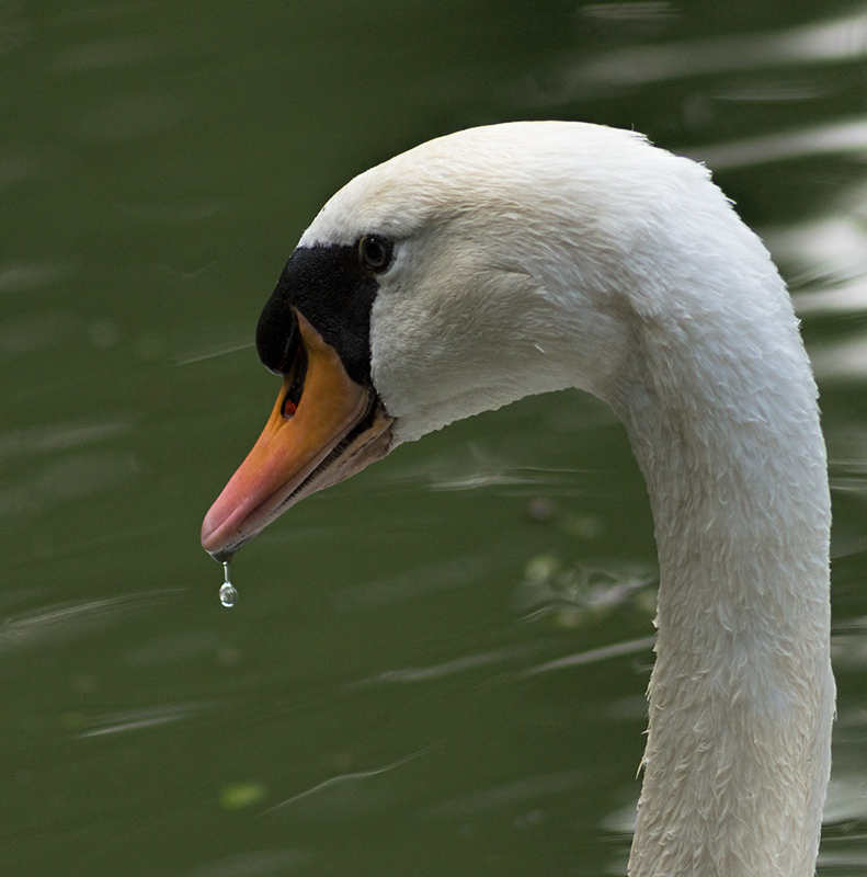il cigno e la  goccia