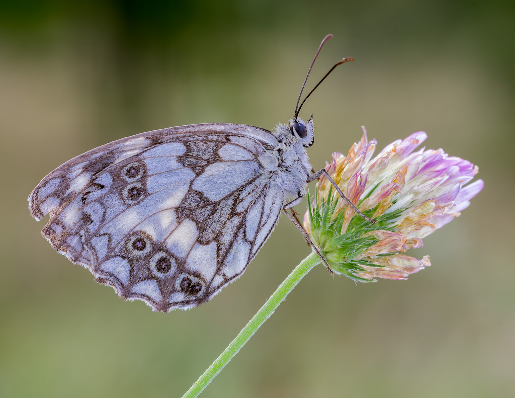 Melanargia galathea