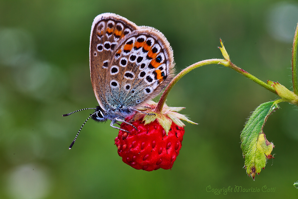 Polyommatus icarus