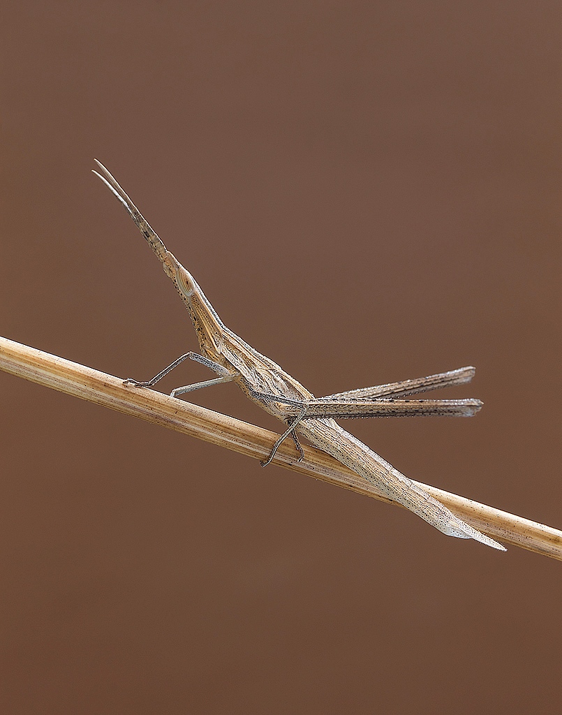 Phasmatodea...