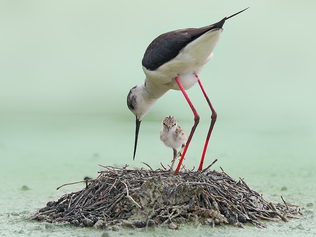 Cavalieri d'Italia # 11