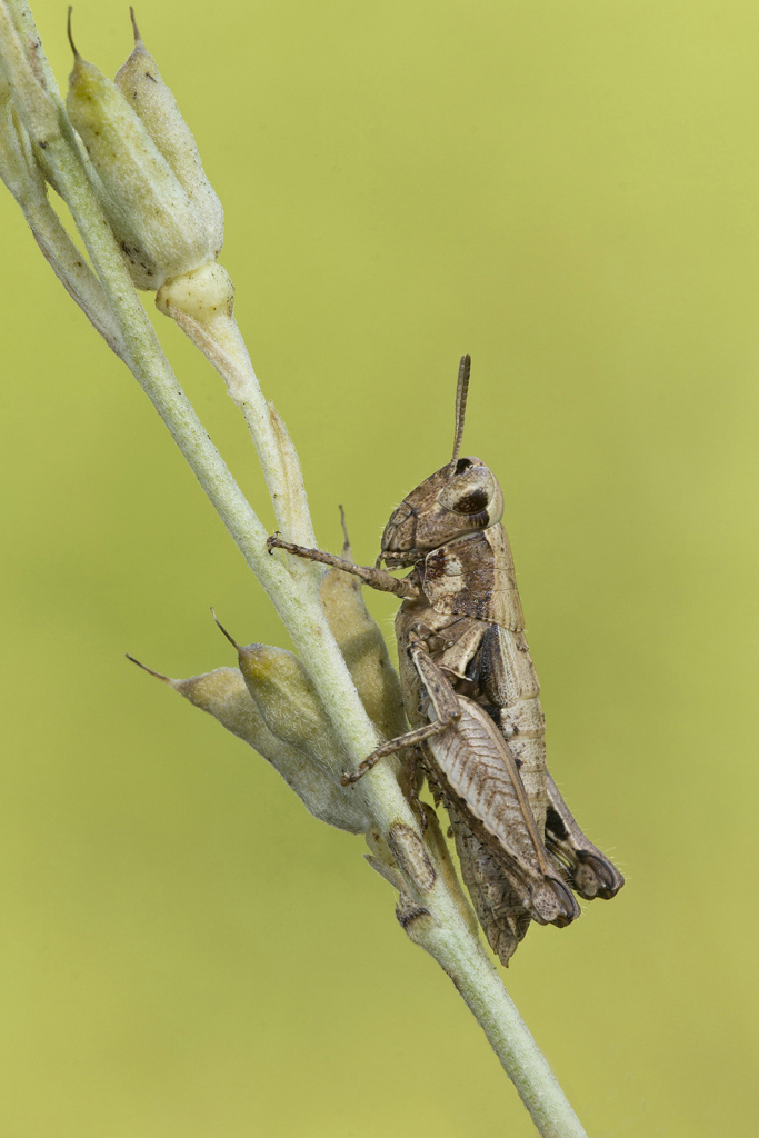 Semplice....Semplice....!