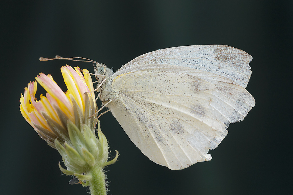 Pieris brassicae