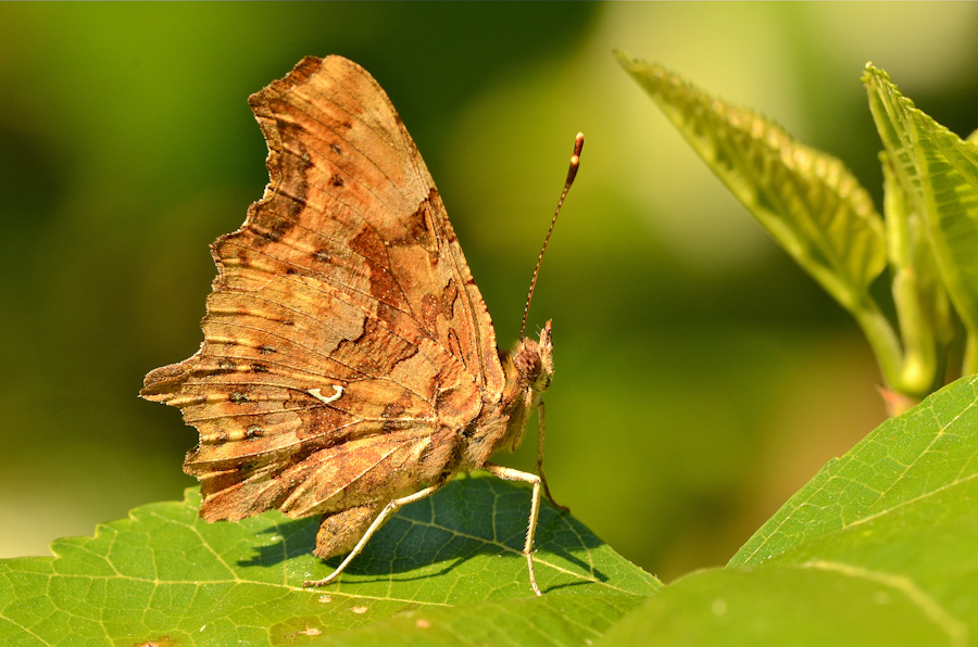 Le trame della Vanessa C