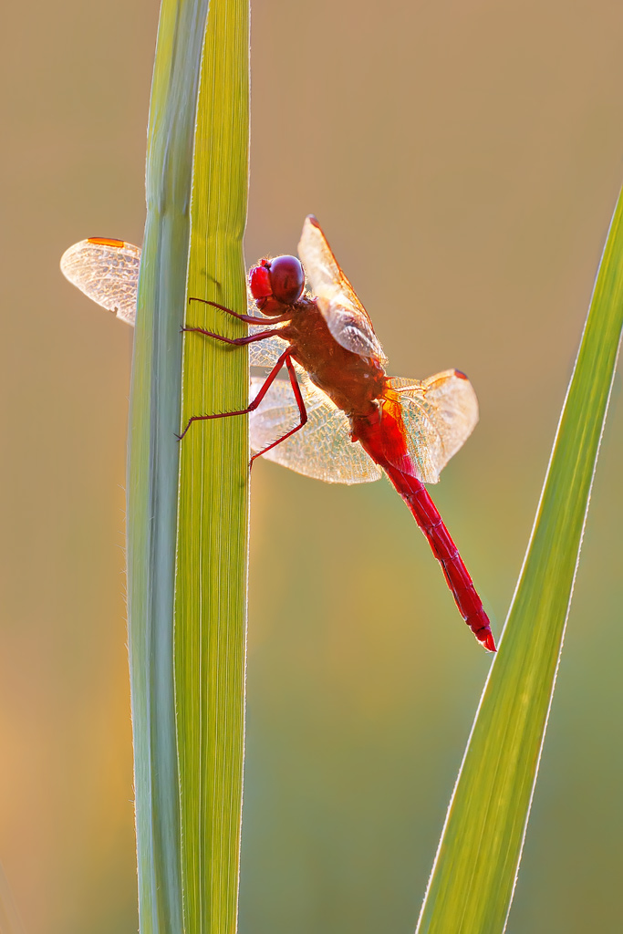 Crocothemis erythraea