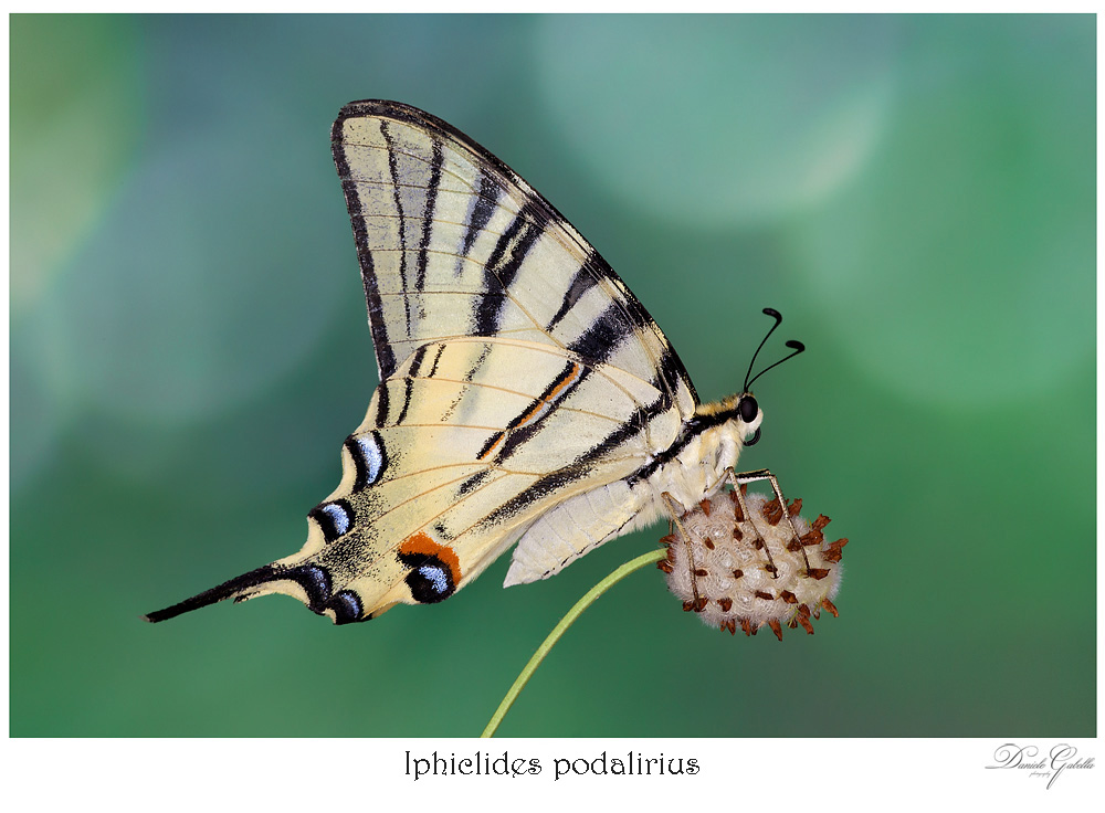 Iphiclides podalirius
