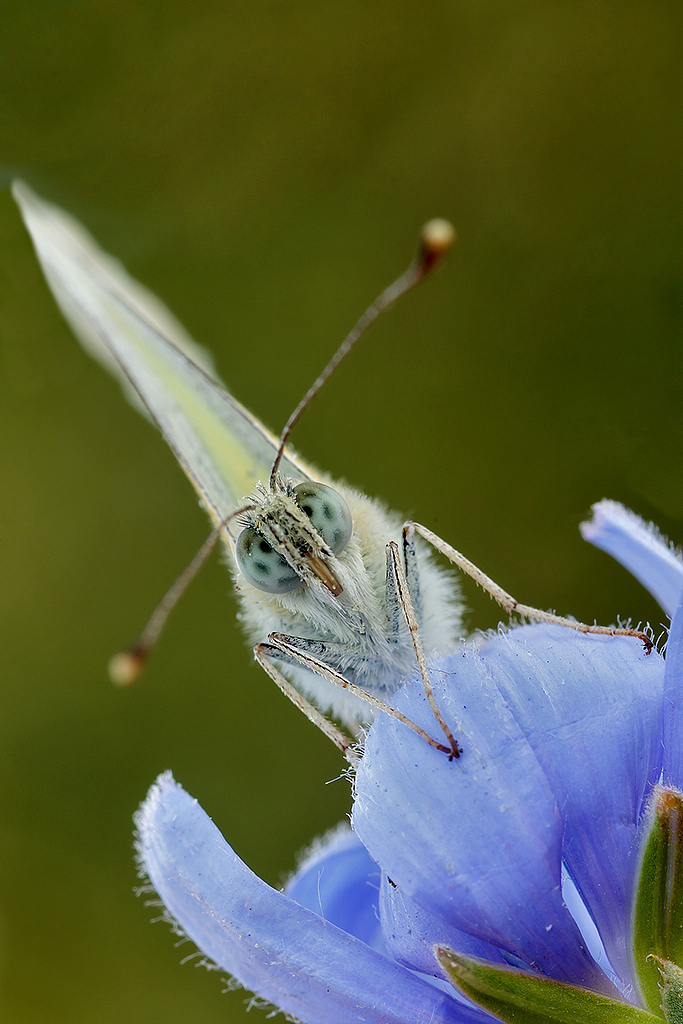 ritratto di Pieris...