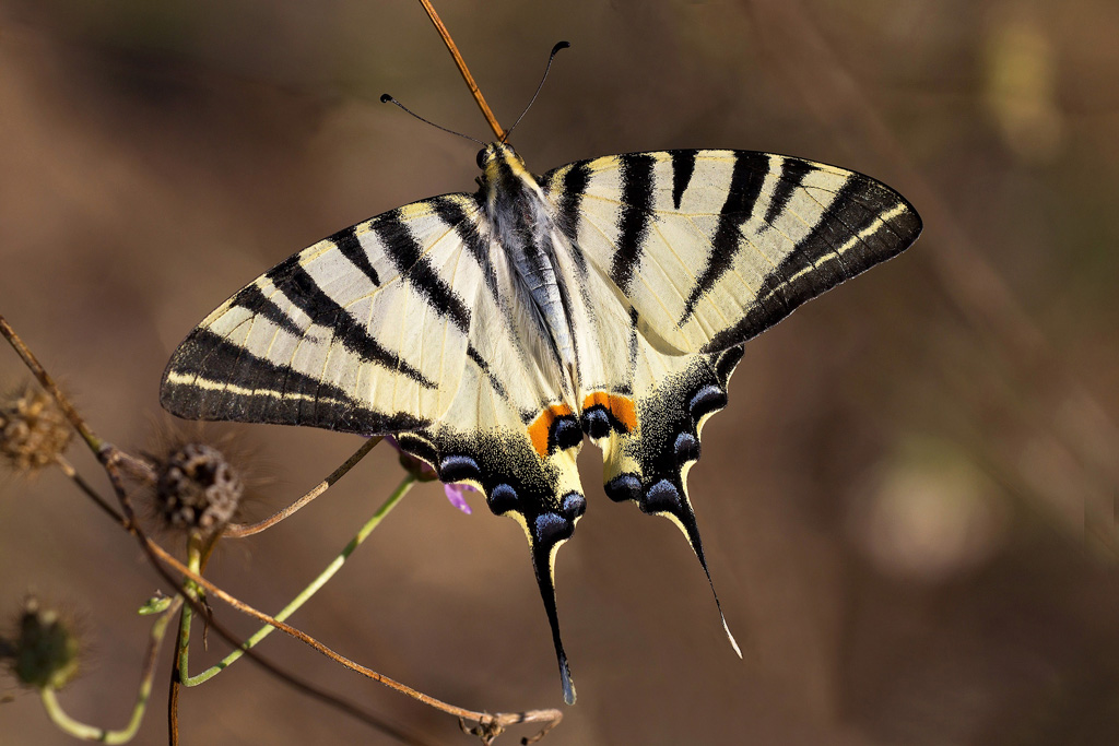 Podalirio Nel Suo Habitat...!