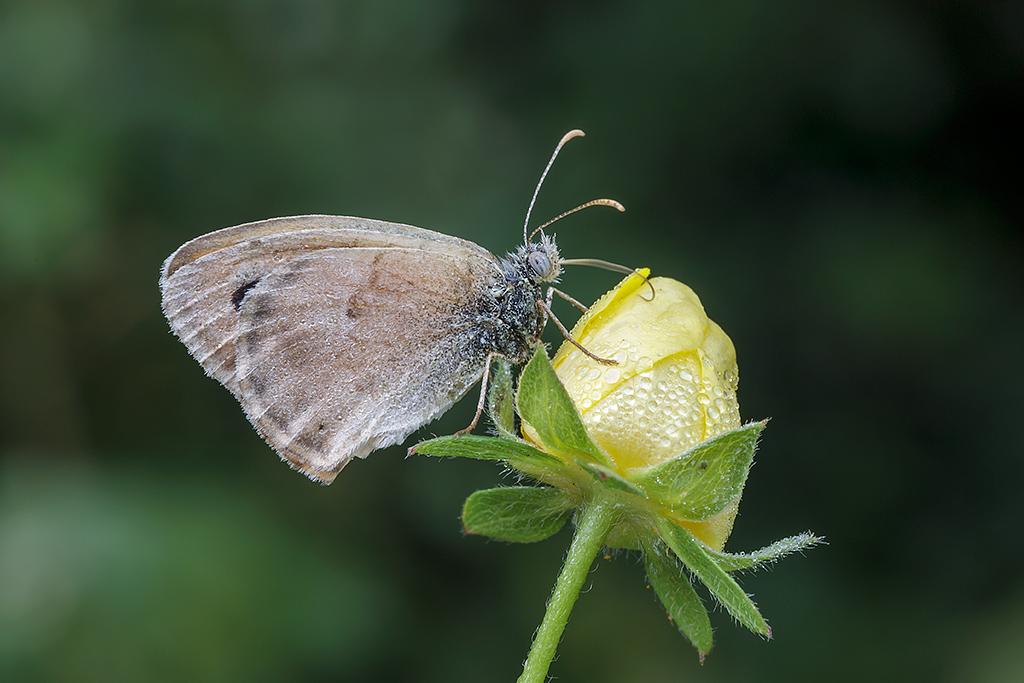 Coenonympha pamphilius