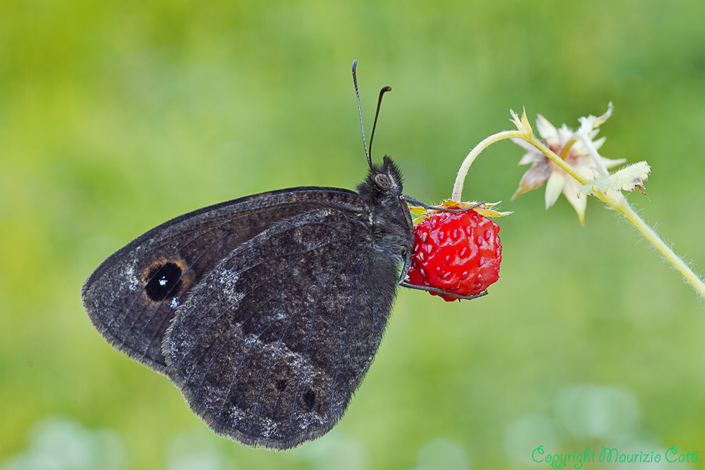 Satyrus ferula con Fragola