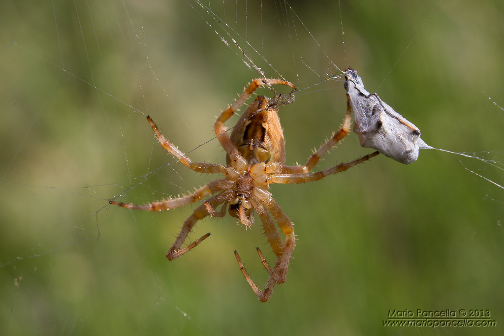 Araneus diadematus con preda