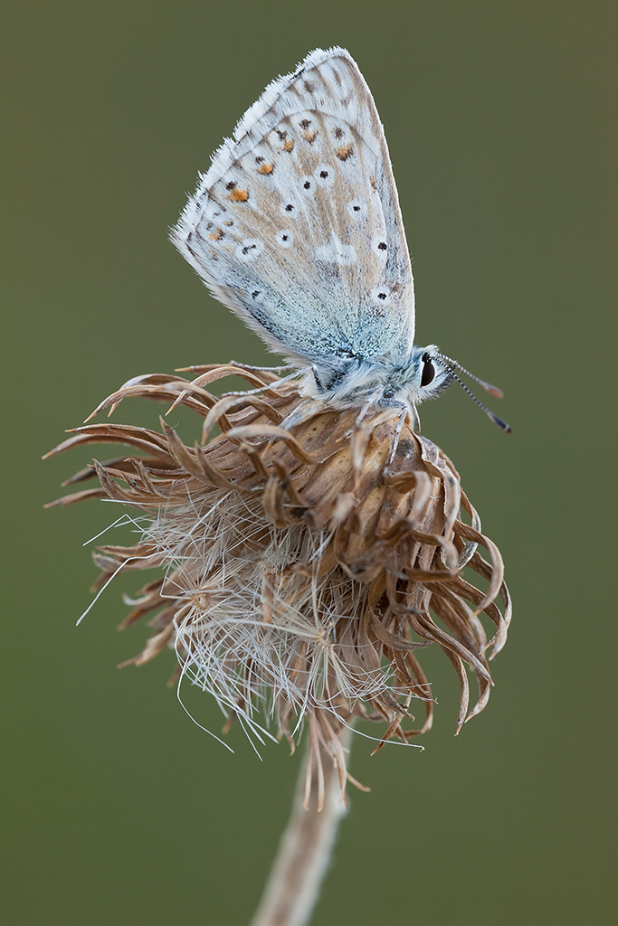 Polyommatus coridon