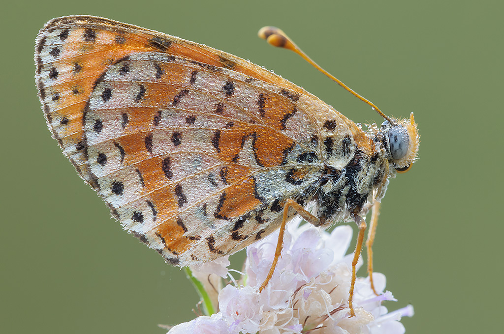 melitaea con rugiada