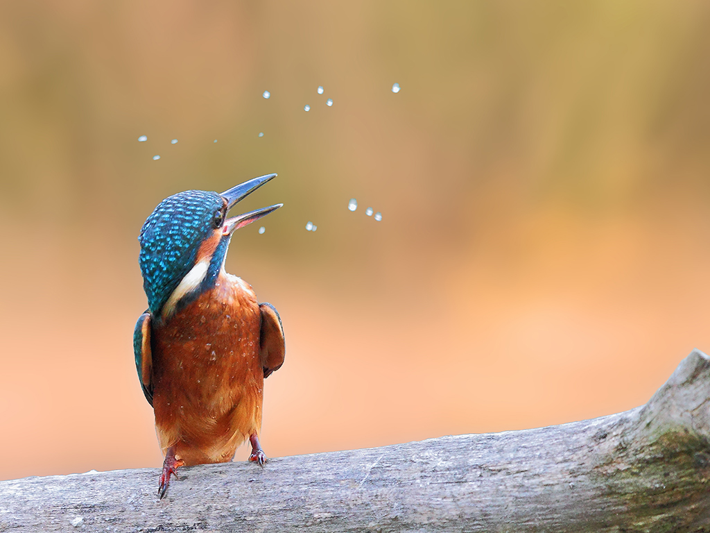 Martin Pescatore # 5