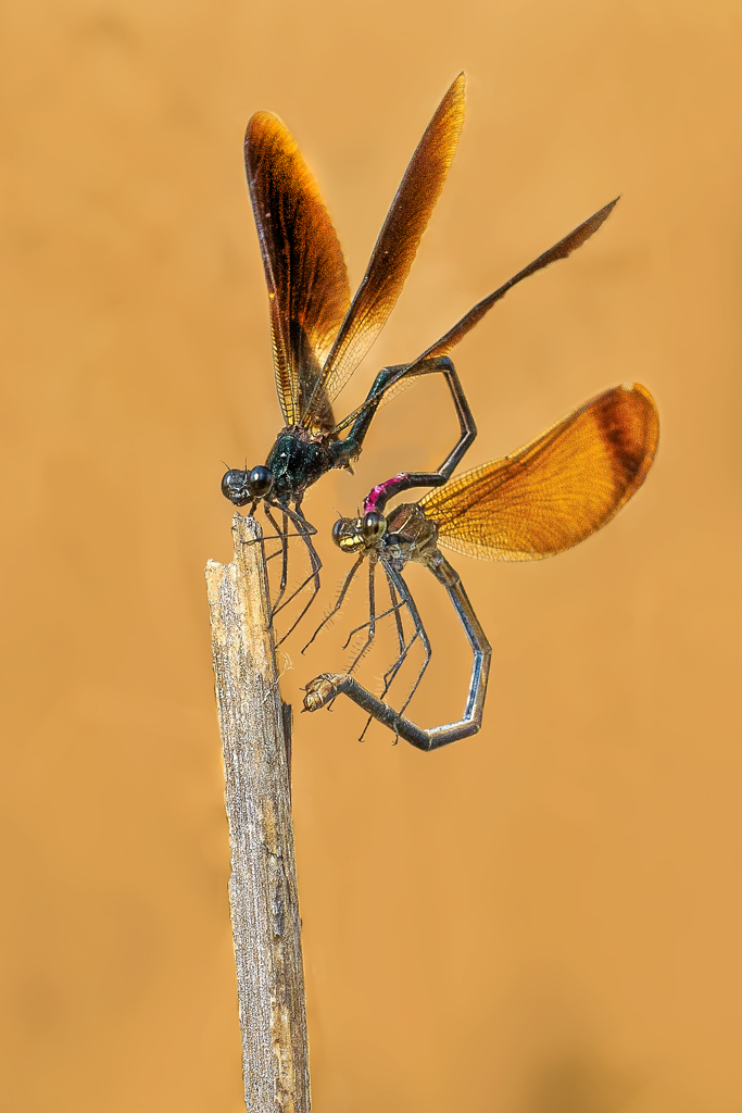 L'accoppiamento " Calopteryx haemorrhoidalis"