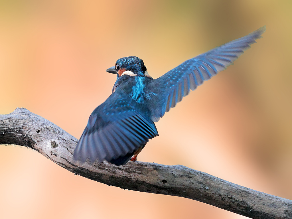 Martin Pescatore # 8