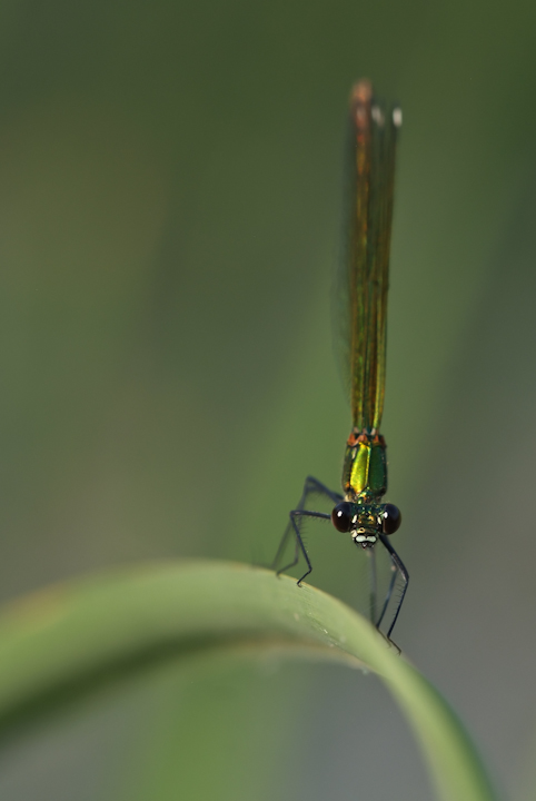 Calopteryx splendens - 2