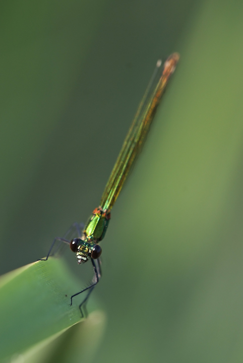 Calopteryx splendens - 3