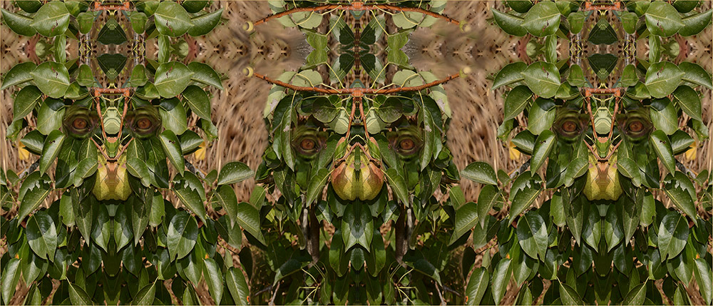 Pere pisane � 2013