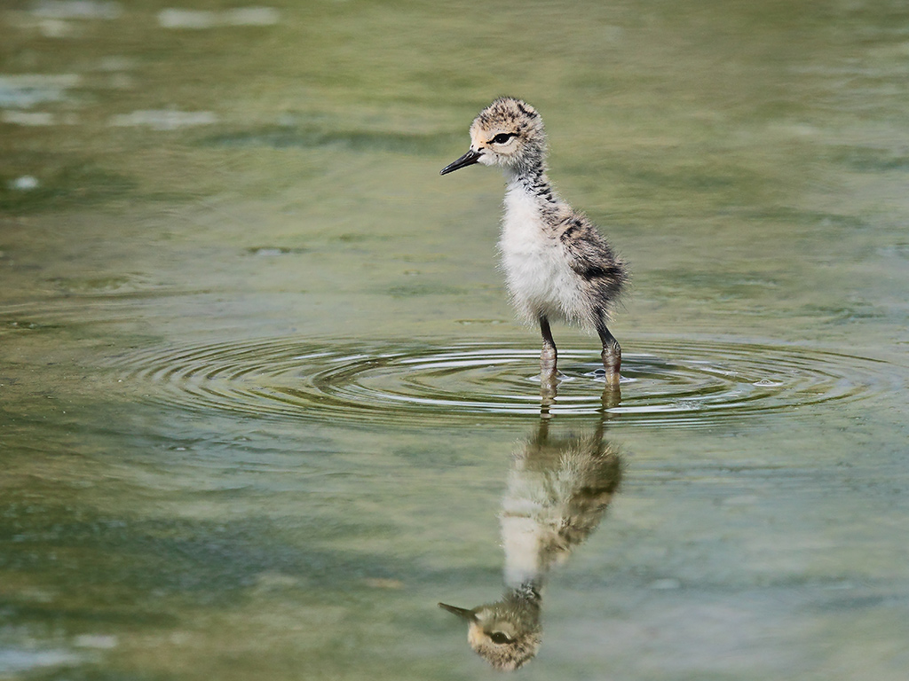 Cavalieri d'Italia # 14