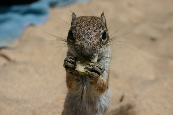 gnam gnam - che guardi?