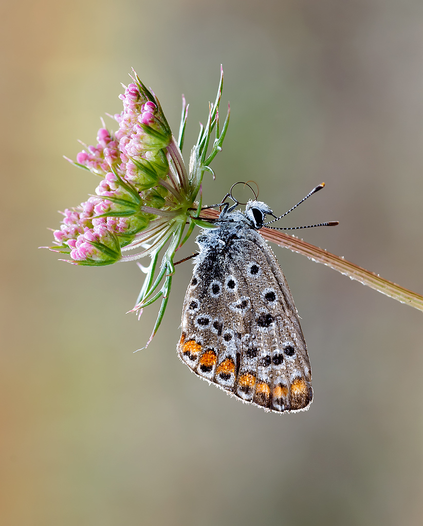 Licenide sul fiore...