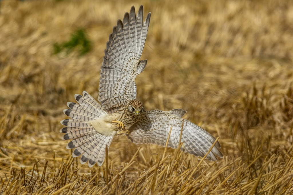Gheppio (Falco tinnunculus)