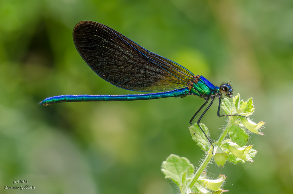 Calopteryx Splendens