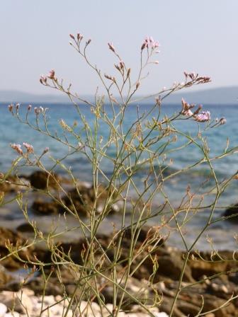 Strane crescite sugli scogli