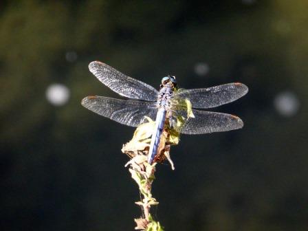 Libellula croata