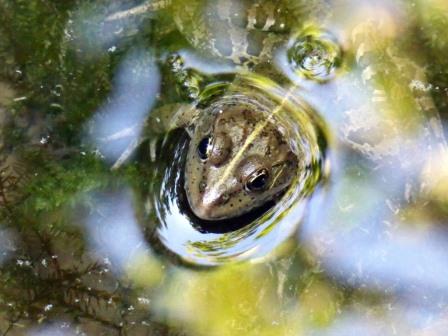 Non mi vede nessuno...