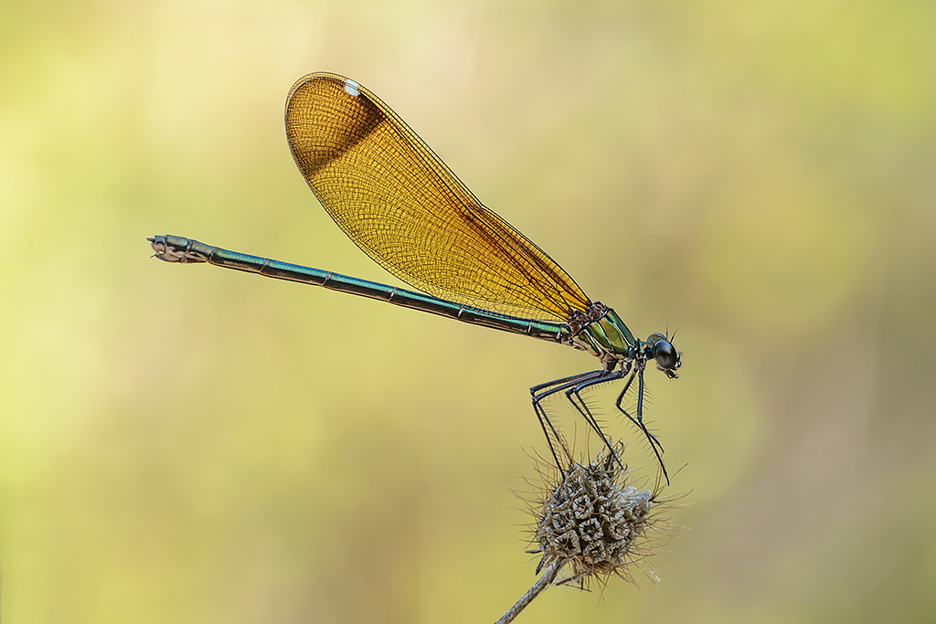 Calopteryx haemorrhoidalis