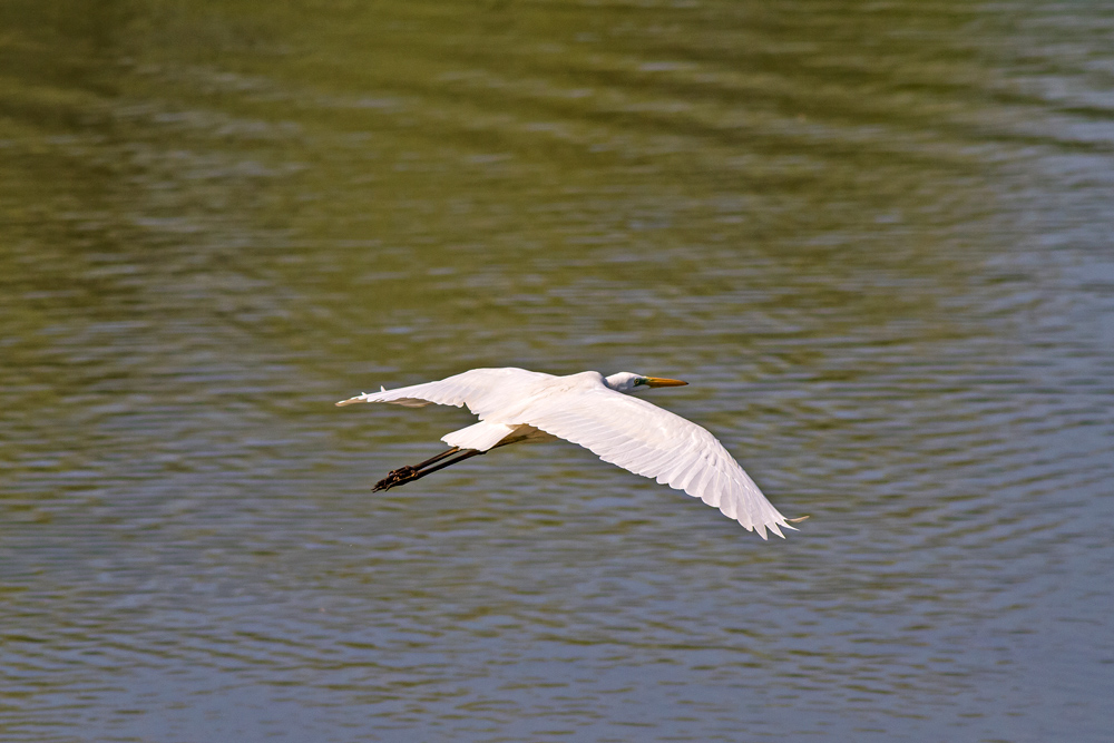 airone bianco maggiore