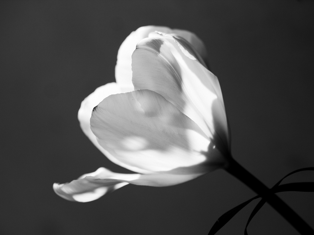 quando l ombra di un fiore diventa...un cuore