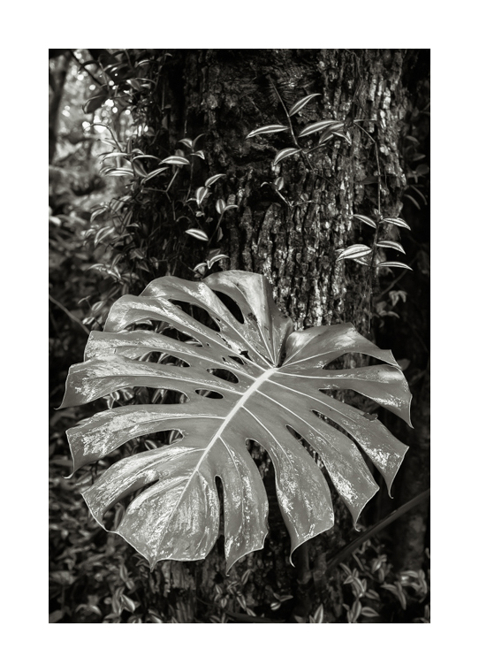 Monstera