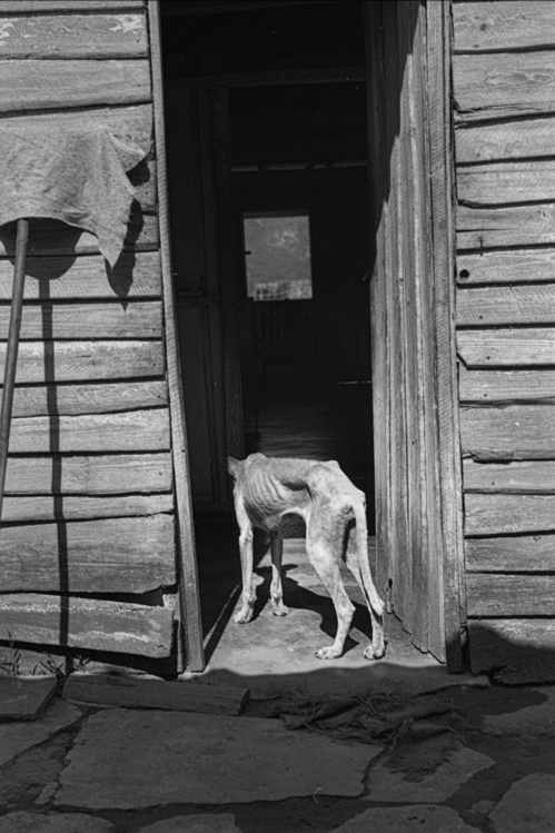il cane di Ofelio campesinos a Vinales. Vinales Cuba 2002