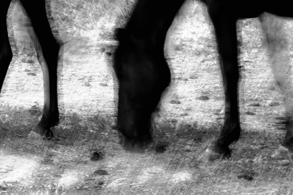 horses