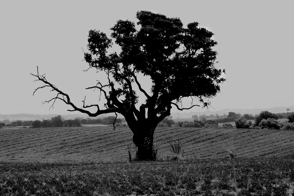 Ricordi di una sughera