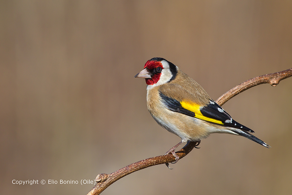 Cardellino (Carduelis carduelis) maschio
