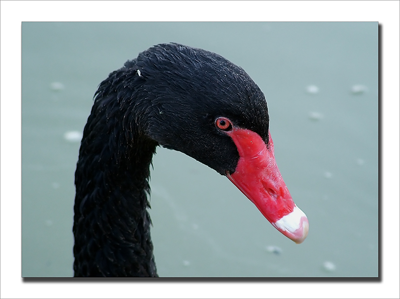 Ritratto di Cigno Nero