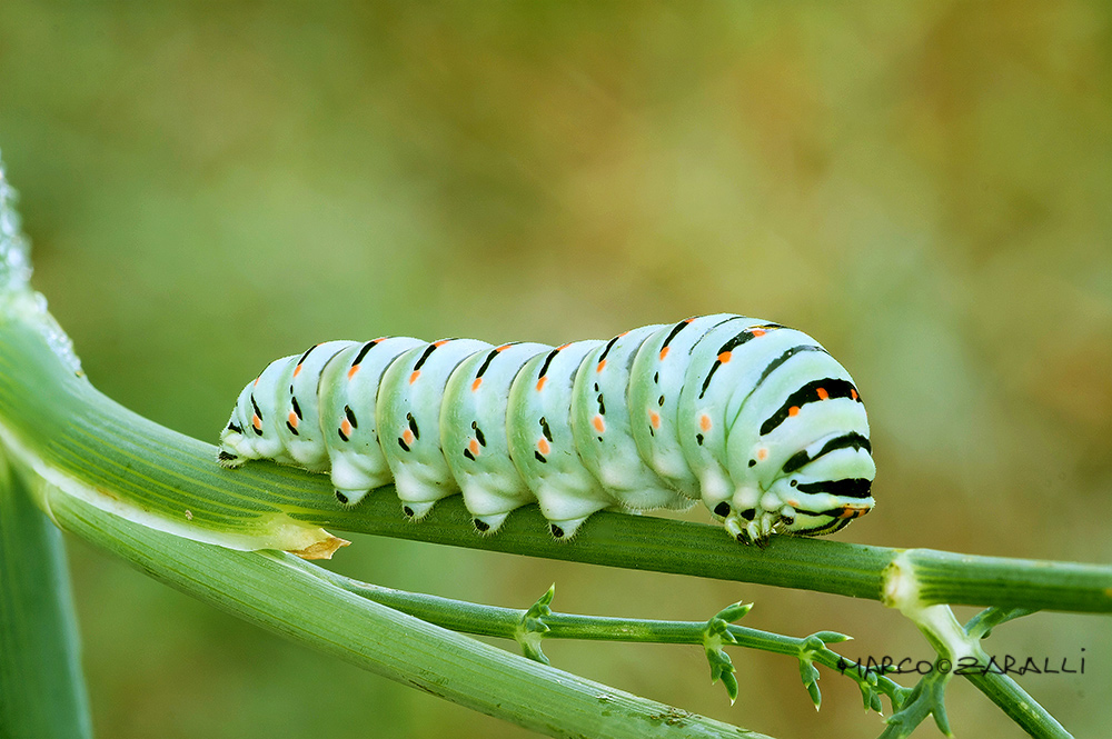 bruco di macaone