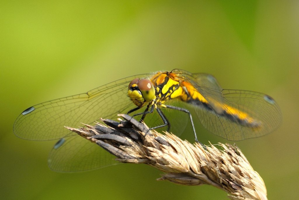 ..che occhi grandi che hai..