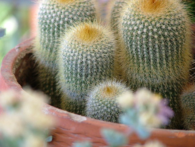 Cactus