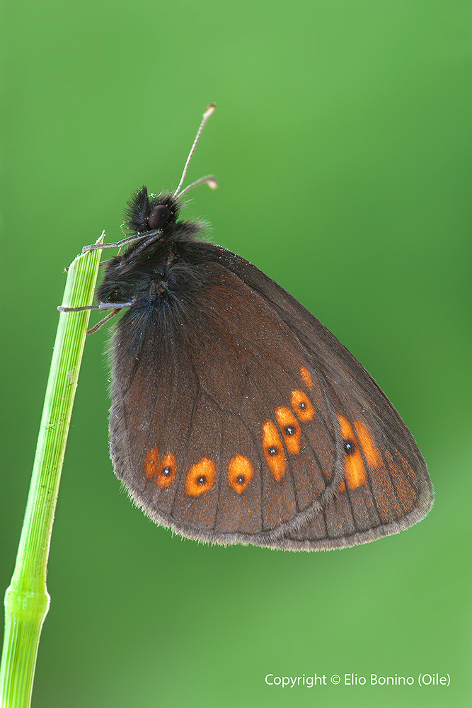 Erebia alberganus